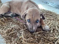 Duchess 2026 Female 2, a male Catahoula Leopard Dog for sale in Cumby, TX – Photo 8 of 10