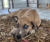 Duchess 2026 Female 2, a male Catahoula Leopard Dog for sale in Cumby, TX – Photo 1 of 10