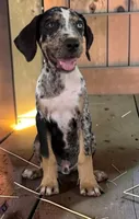 Tigger 2026 Male 3, a male Catahoula Leopard Dog for sale in Cumby, TX – 5 of 10