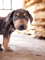 Moon Shine 2026 Male 2, a male Catahoula Leopard Dog for sale in Cumby, TX – 5 of 5