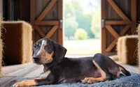 Bug 2026 Male 1, a male Catahoula Leopard Dog for sale in Cumby, TX – 7 of 7