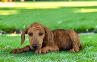 Tigger 2026 Female 2, a female Catahoula Leopard Dog for sale in Cumby, TX – 9 of 10