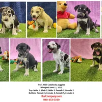 Tess Female 1, a female Catahoula Leopard Dog for sale in Cumby, TX – Photo 8 of 8