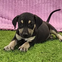 Tess Female 1, a female Catahoula Leopard Dog for sale in Cumby, TX – Photo 5 of 8