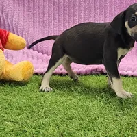 Tess Female 1, a female Catahoula Leopard Dog for sale in Cumby, TX – Photo 4 of 8