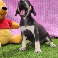 Tess Female 1, a female Catahoula Leopard Dog for sale in Cumby, TX – Photo 2 of 8