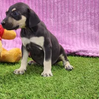 Tess Female 1, a female Catahoula Leopard Dog for sale in Cumby, TX – Photo 3 of 8