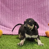 Tess Female 1, a female Catahoula Leopard Dog for sale in Cumby, TX – Photo 6 of 8