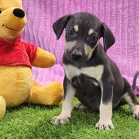 Tess Female 1, a female Catahoula Leopard Dog for sale in Cumby, TX – Photo 1 of 8