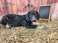 JJ 2025 Male 2, a male Catahoula Leopard Dog for sale in Cumby, TX – 8 of 8
