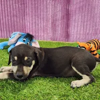 Tess Female 3, a female Catahoula Leopard Dog for sale in Cumby, TX – Photo 4 of 6