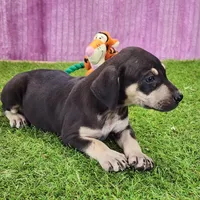 Tess Female 3, a female Catahoula Leopard Dog for sale in Cumby, TX – Photo 2 of 6