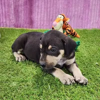 Tess Female 3, a female Catahoula Leopard Dog for sale in Cumby, TX – Photo 3 of 6