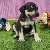 Tess Female 3, a female Catahoula Leopard Dog for sale in Cumby, TX – Photo 1 of 6