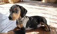 Jesse 2026 Male 1, a male Catahoula Leopard Dog for sale in Cumby, TX – 2 of 9