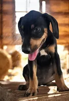Jesse 2026 Female 2, a male Catahoula Leopard Dog for sale in Cumby, TX – 4 of 8