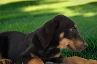 Gypsie 2026 Female 3, a female Catahoula Leopard Dog for sale in Cumby, TX – 3 of 8