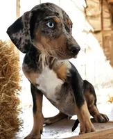 Jesse 2026 Male 1, a male Catahoula Leopard Dog for sale in Cumby, TX – 4 of 9