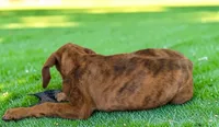 Tigger 2026 Female 2, a female Catahoula Leopard Dog for sale in Cumby, TX – 7 of 10
