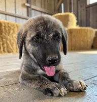 Aspen 2026 Female 1, a female Anatolian Shepherd Dog for sale in Cumby, TX – 4 of 6