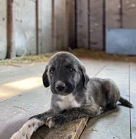 Aspen 2026 Male 3, a male Anatolian Shepherd Dog for sale in Cumby, TX – 2 of 5