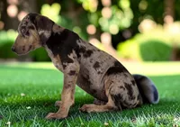 Tigger 2026 Male 2, a male Catahoula Leopard Dog for sale in Cumby, TX – 4 of 10