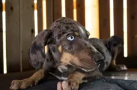 Tracy 2026 Male 2, a male Catahoula Leopard Dog for sale in Cumby, TX – 5 of 10