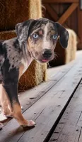 Bug 2026 Male 2, a male Catahoula Leopard Dog for sale in Cumby, TX – 2 of 6