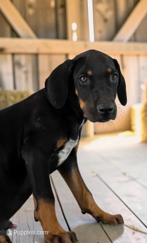 Tracy 2026 Male 3 – Catahoula Leopard Dog puppy for sale in Cumby, TX