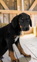 Tracy 2026 Male 3, a male Catahoula Leopard Dog for sale in Cumby, TX – 1 of 10