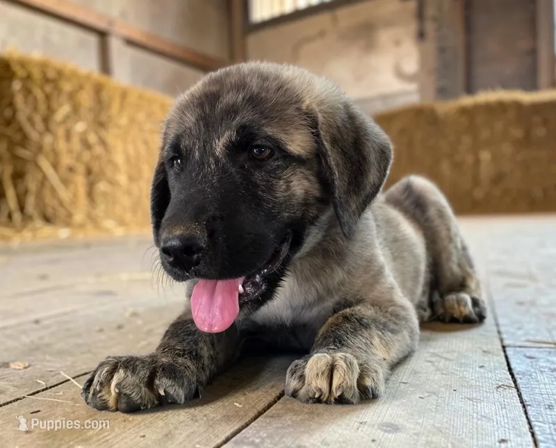 Aspen 2026 Female 1 – Anatolian Shepherd Dog puppy for sale in Cumby, TX