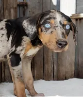 Jesse 2026 Female 1, a male Catahoula Leopard Dog for sale in Cumby, TX – 3 of 10