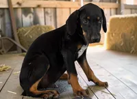 Tracy 2026 Male 3, a male Catahoula Leopard Dog for sale in Cumby, TX – 6 of 10