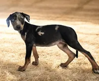 Jesse 2026 Female 4, a male Catahoula Leopard Dog for sale in Cumby, TX – 8 of 9