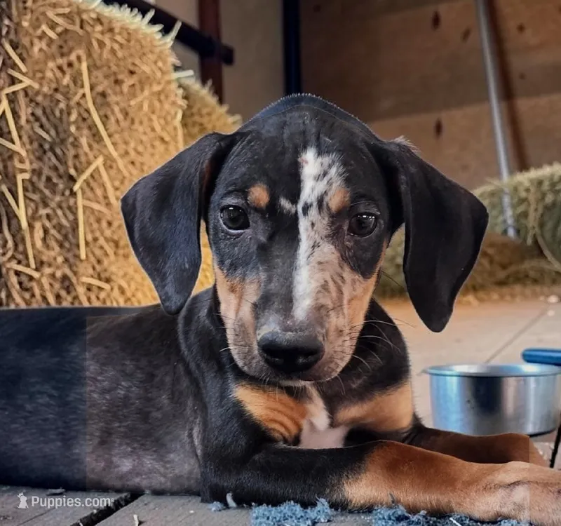 Bug 2026 Male 1 – Catahoula Leopard Dog puppy for sale in Cumby, TX