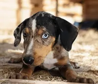 Jesse 2026 Female 3, a male Catahoula Leopard Dog for sale in Cumby, TX – 3 of 8
