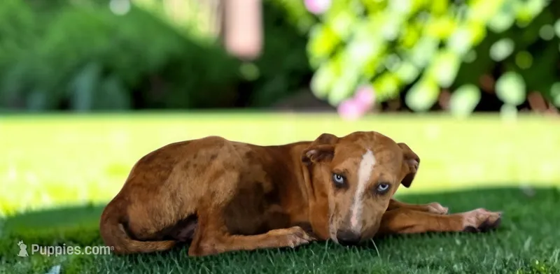 Tigger 2026 Female 1 – Catahoula Leopard Dog puppy for sale in Cumby, TX