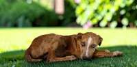 Tigger 2026 Female 1, a female Catahoula Leopard Dog for sale in Cumby, TX – 1 of 10