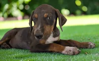 Gypsie 2026 Female 1, a female Catahoula Leopard Dog for sale in Cumby, TX – 2 of 10