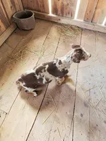 Moon Shine 2026 Female 2, a female Catahoula Leopard Dog for sale in Cumby, TX – 8 of 8