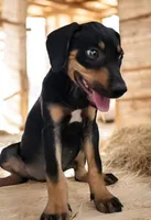 Jesse 2026 Female 2, a male Catahoula Leopard Dog for sale in Cumby, TX – 3 of 8