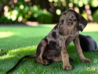 Tigger 2026 Male 2, a male Catahoula Leopard Dog for sale in Cumby, TX – 2 of 10