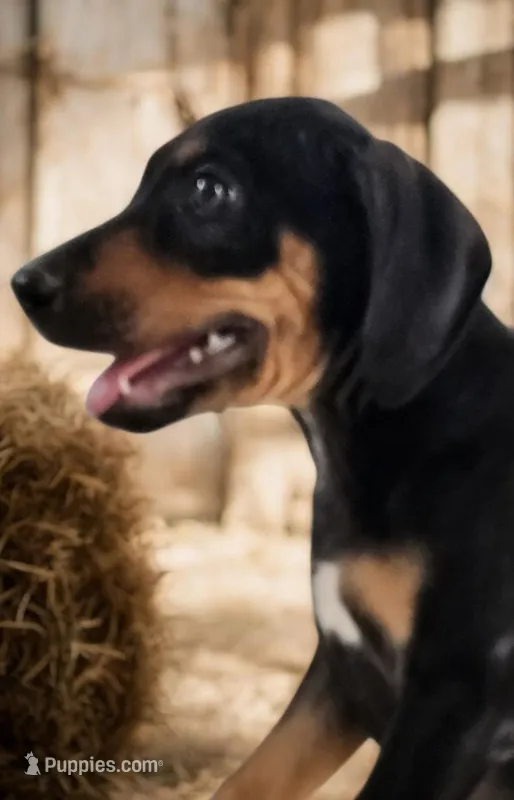 Jesse 2026 Female 2 – Catahoula Leopard Dog puppy for sale in Cumby, TX