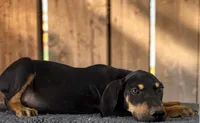Moon Shine 2026 Male 3, a male Catahoula Leopard Dog for sale in Cumby, TX – 3 of 7