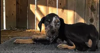Gypsie 2026 Male 2, a male Catahoula Leopard Dog for sale in Cumby, TX – 1 of 10