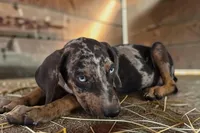 Tigger 2026 Male 1, a male Catahoula Leopard Dog for sale in Cumby, TX – 3 of 10