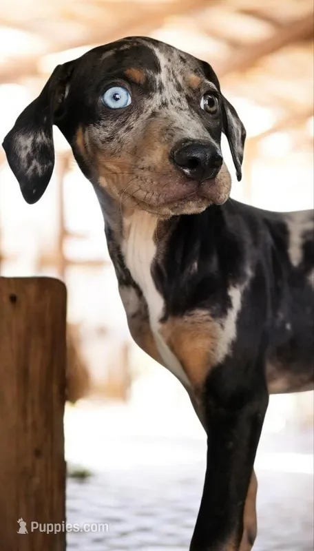 Jesse 2026 Female 4 – Catahoula Leopard Dog puppy for sale in Cumby, TX