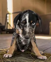 Gypsie 2026 Male 3, a male Catahoula Leopard Dog for sale in Cumby, TX – 10 of 10