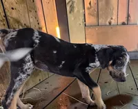 Tigger 2026 Male 3, a male Catahoula Leopard Dog for sale in Cumby, TX – 4 of 10