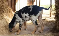 Jesse 2026 Female 1, a male Catahoula Leopard Dog for sale in Cumby, TX – 5 of 10
